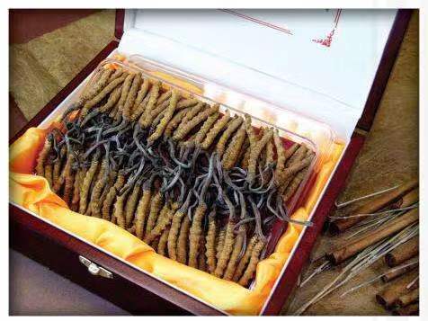 萨迦冬虫夏草回收